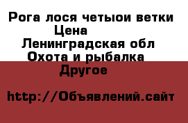 Рога лося четыои ветки › Цена ­ 3 500 - Ленинградская обл. Охота и рыбалка » Другое   